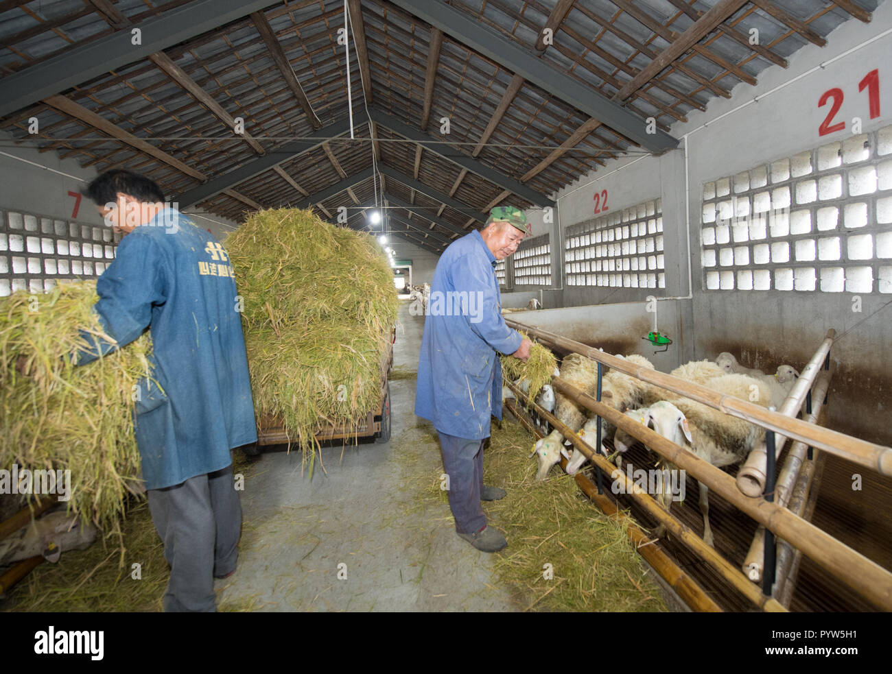 Huzhou, China's Zhejiang Province. 30th Oct, 2018. Rural cooperative staff members feed sheep with recycled rice straw at Qianshanxia Village in Wuxing District of Huzhou City, east China's Zhejiang Province, on Oct. 30, 2018. Since 2016, the cooperative has explored to develop recycling agriculture by organically incorporating rice planting with sheep breeding. Credit: Weng Xinyang/Xinhua/Alamy Live News Stock Photo
