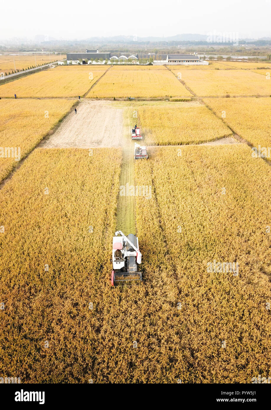 Huzhou. 30th Oct, 2018. Aerial photo taken on Oct. 30, 2018 shows harvesters reaping rice in a field at Qianshanxia Village in Wuxing District of Huzhou City, east China's Zhejiang Province. Since 2016, the cooperative has explored to develop recycling agriculture by organically incorporating rice planting with sheep breeding. Credit: Weng Xinyang/Xinhua/Alamy Live News Stock Photo