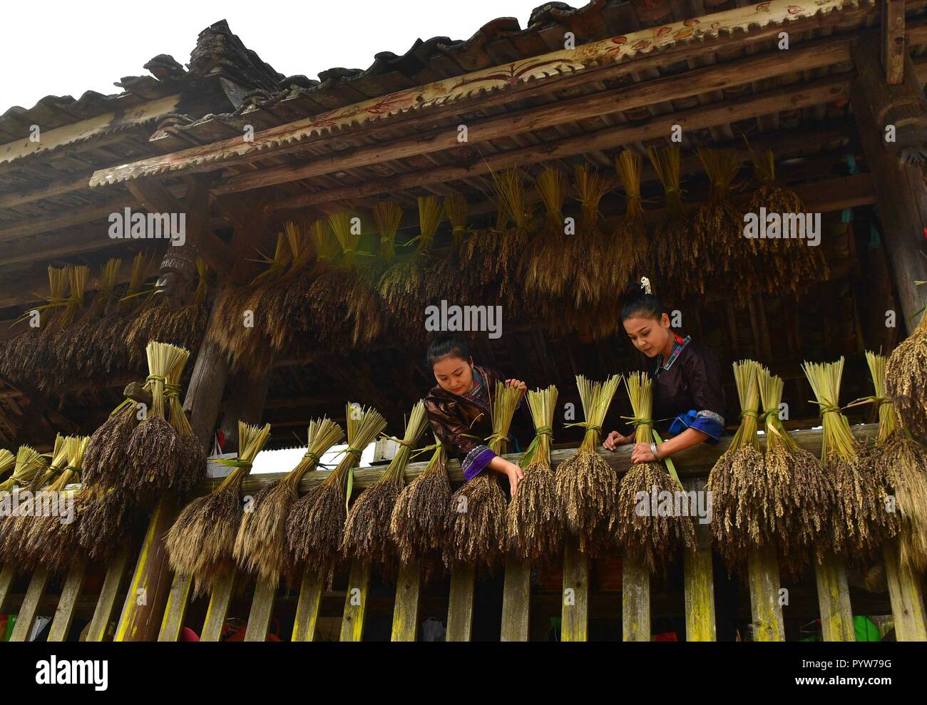 Rongshui, China's Guangxi Zhuang Autonomous Region. 30th Oct, 2018. Farmers of the Miao ethnic group dry purple glutinous rice at Yuanbao Village in Antai Township in Rongshui Miao Autonomous County, south China's Guangxi Zhuang Autonomous Region, Oct. 30, 2018. Farmers are busy harvesting purple glutinous rice in Antai, where a production mode that incorporates cooperatives, planting bases and individual farmers has helped the locals out of poverty. Credit: Wu Jianlu/Xinhua/Alamy Live News Stock Photo