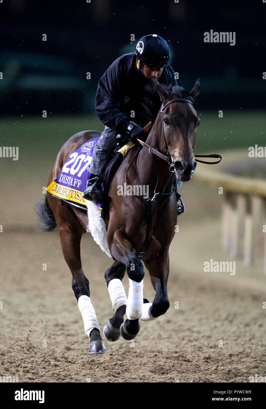 Louisville, KY, USA. 30th Oct, 2018. October 30, 2018 : Mopotism, trained by Doug F. O'Neill, exercises in preparation for the Breeders' Cup Filly & Mare Sprint at Churchill Downs on October 30, 2018 in Louisville, Kentucky. Michael McInally/Eclipse Sportswire/CSM/Alamy Live News Stock Photo