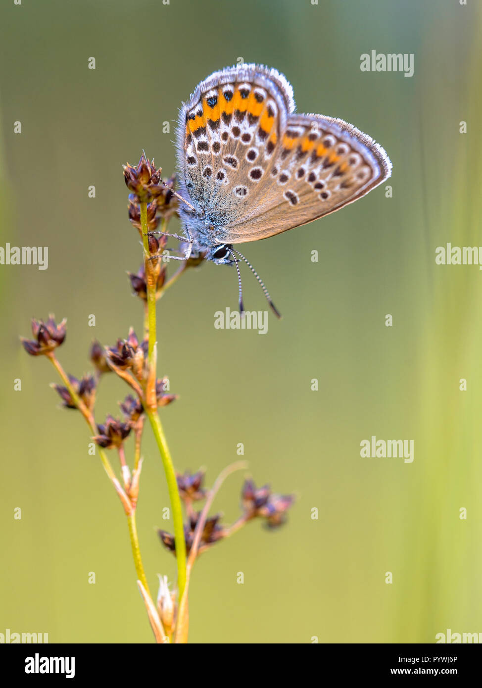 Female Silver-studded blue (Plebejus argus) butterfly preparing for night on Sharp-flowered Rush (Juncus acutiflorus) in natural habitat Stock Photo