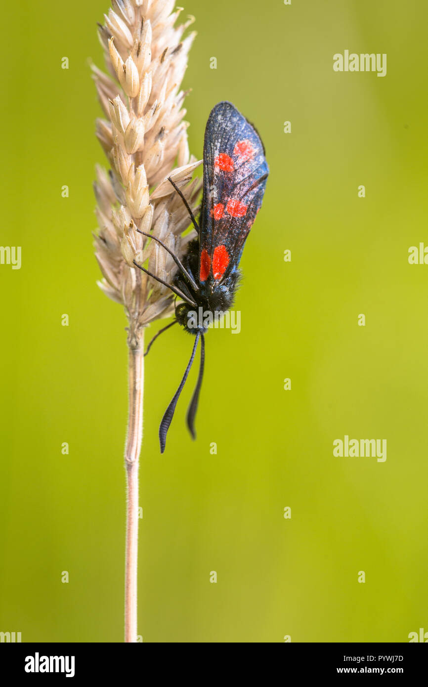 Six-spot Burnet (Zygaena filipendulae) on green background. This is a day-flying moth of the family Zygaenidae. Stock Photo