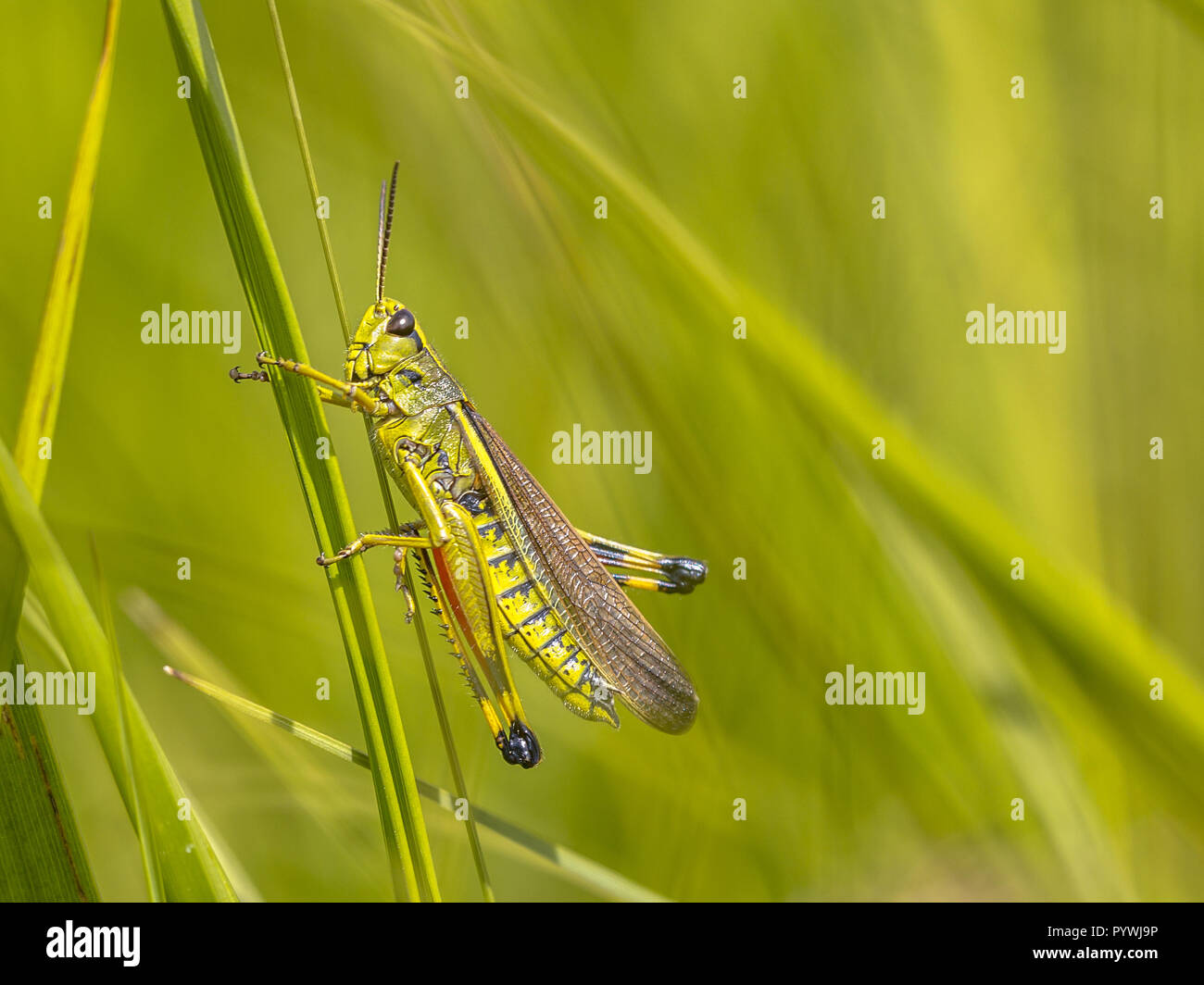 Large marsh grasshopper (Stethophyma grossum). A threatened insect species typical for marshland and swamp habitats Stock Photo
