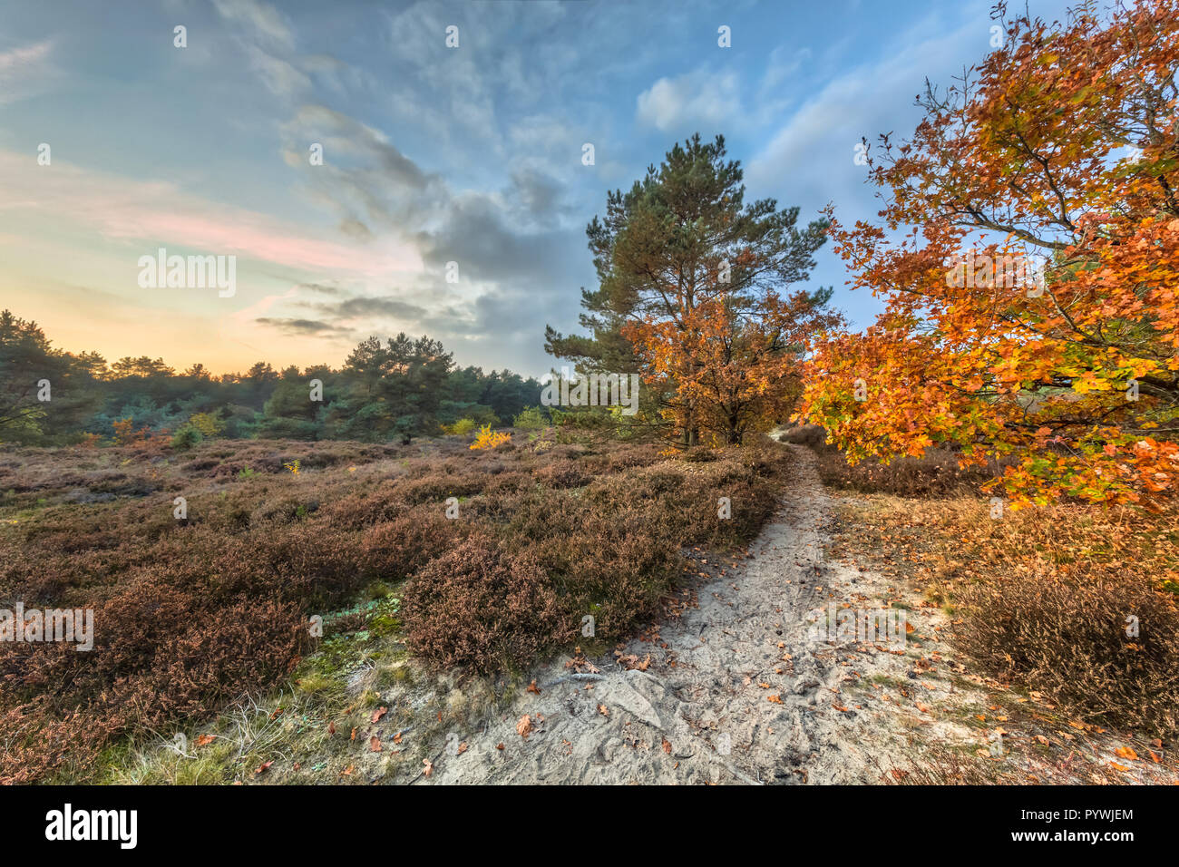Path through Autumn heathland landscape with colorful leaves on trees in Drenthe, Netherlands Stock Photo