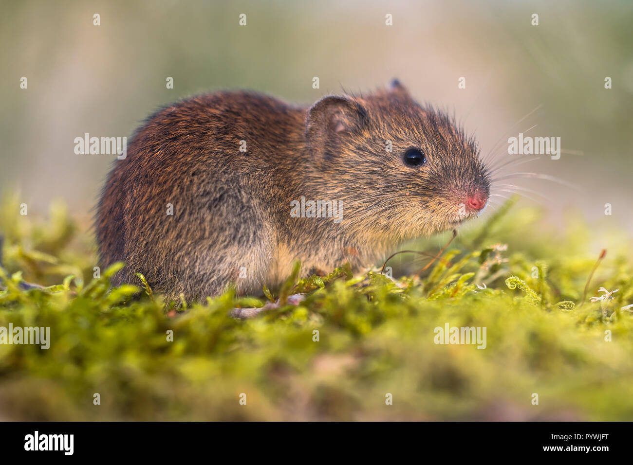 Bank vole (Myodes glareolus; formerly Clethrionomys glareolus). Small vole with red-brown fur in natural environment Stock Photo