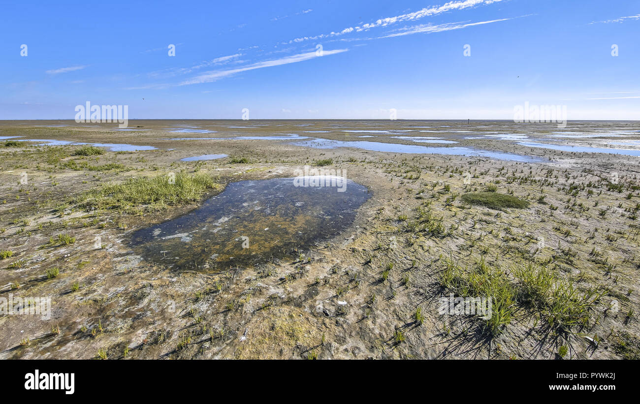 Saltmarsh landscape in the Wadden sea Netherlands Stock Photo