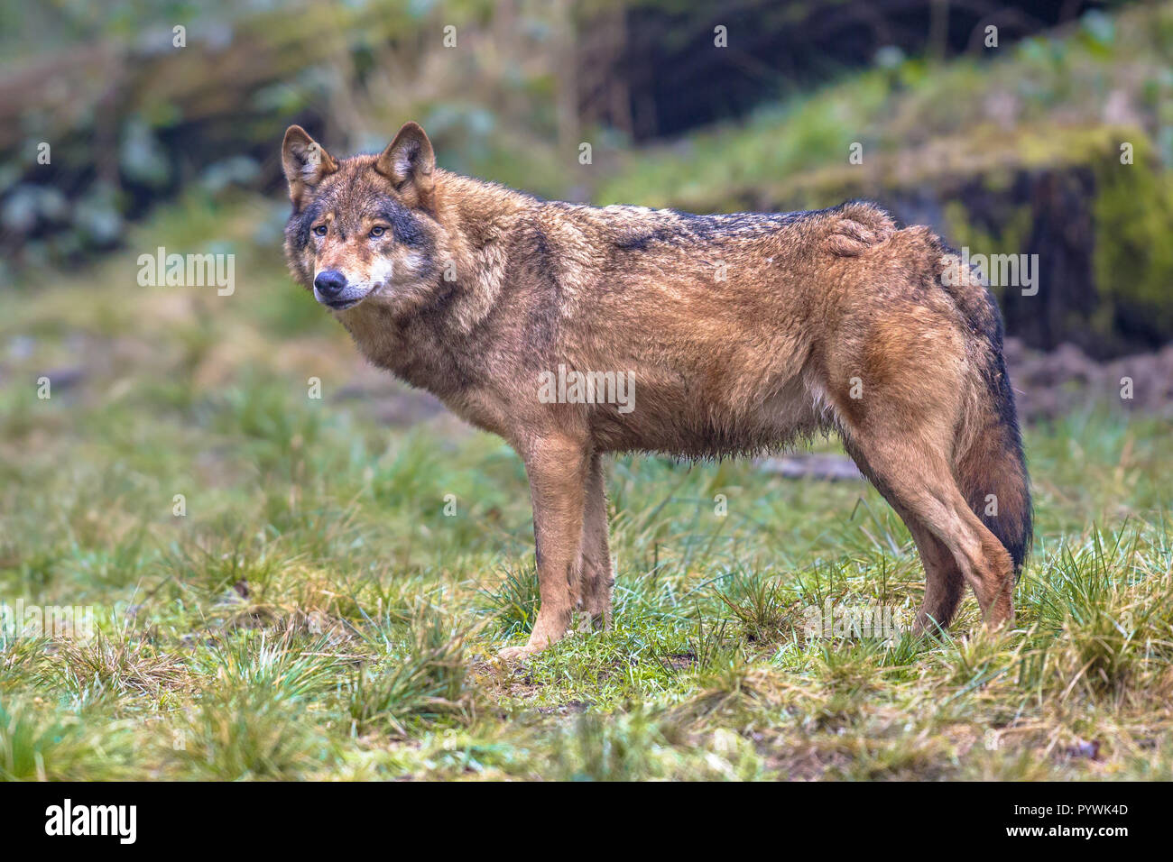 Lobo main image 0