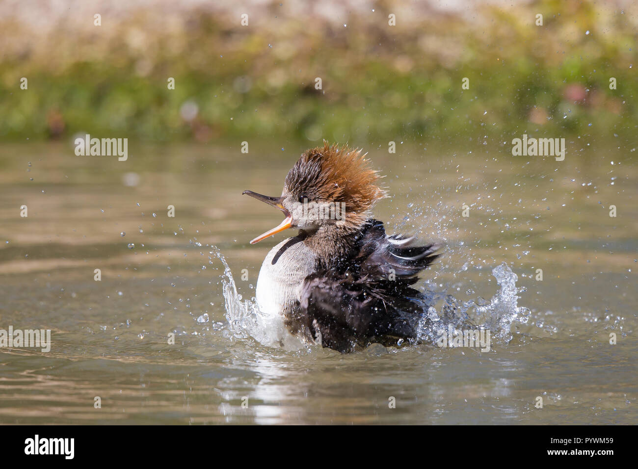 Detailed side view close up, female hooded merganser duck (Lophodytes cucullatus) splashing in water. Excited aquatic hen having fun in the sun. Stock Photo