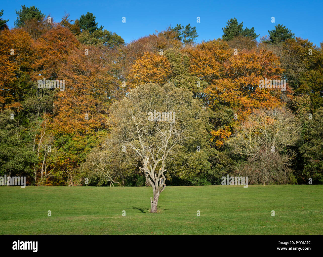Fall colour autumn trees in UK Stock Photo
