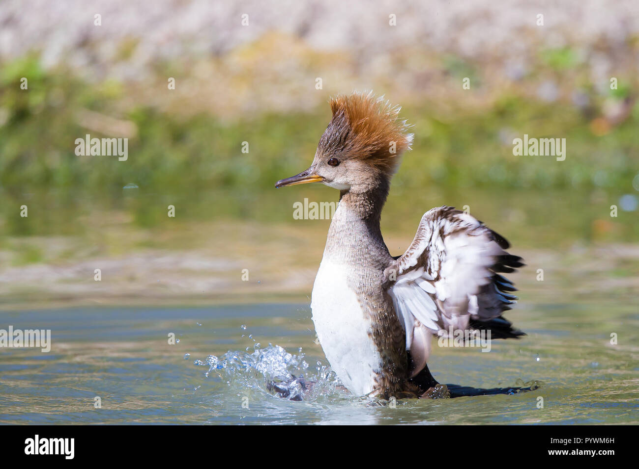 Detailed close up of female hooded merganser sawbill duck (Lophodytes cucullatus) splashing in water, flapping wings, head crest raised. Stock Photo