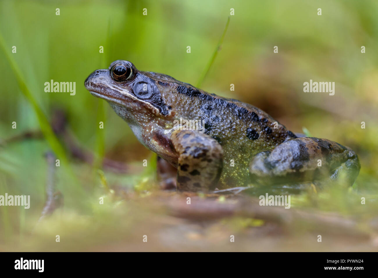 male European grass frog (Rana temporaria) on the waterfront of an amphibian pond Stock Photo