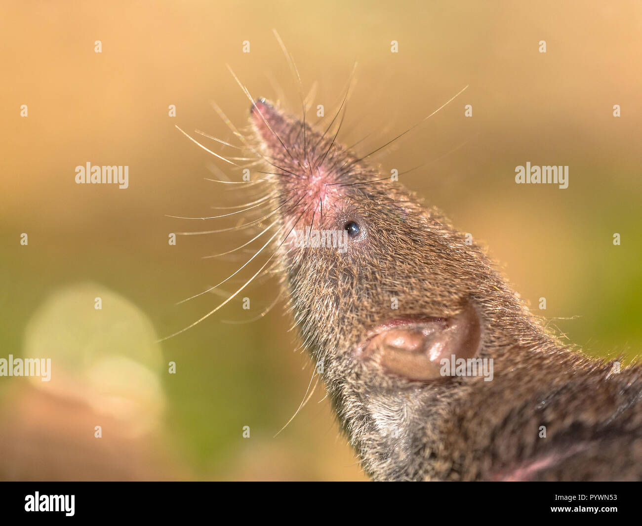 Greater White-toothed shrew (Crocidura russula) pointing nose in the ...