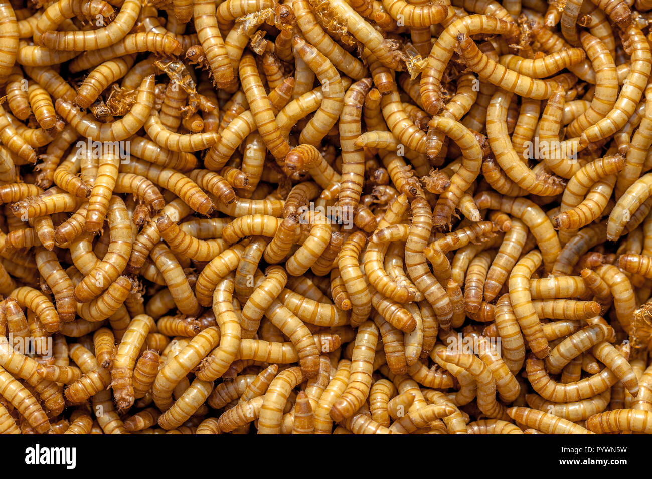 Background of many living Mealworms suitable for Food Stock Photo