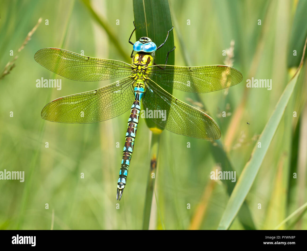Green Hawker Dragonfly (Aeshna viridis) resting on the leafs of reed (Phragmites australis) in natural habitat Stock Photo
