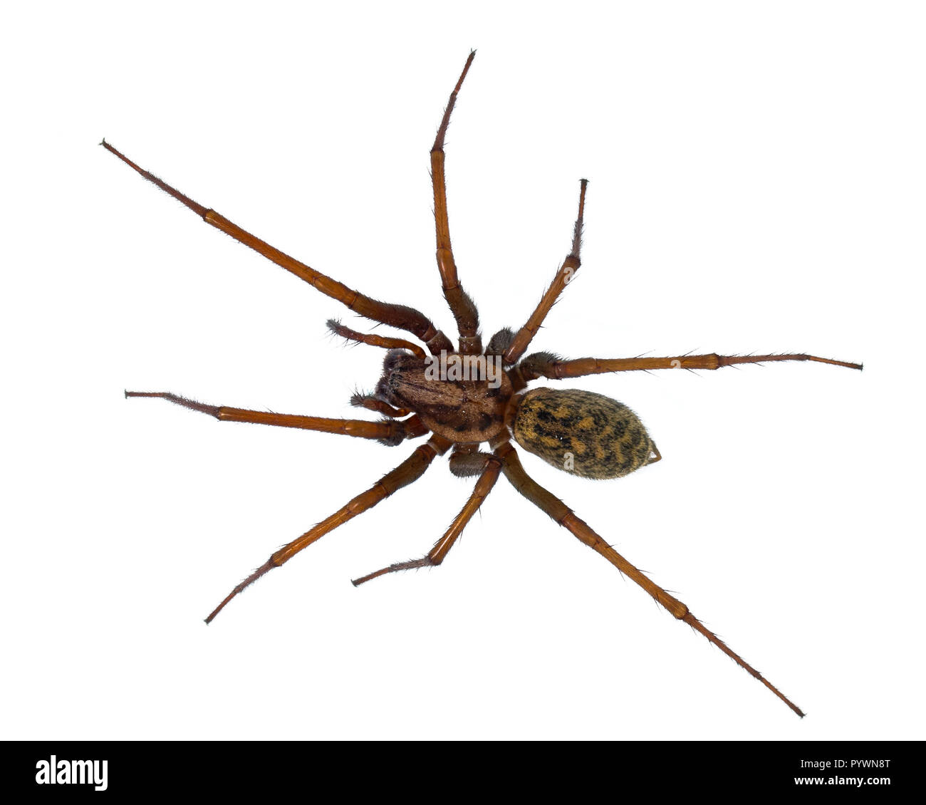 Black hairy house spider (Tegenaria domesticus) on white background Stock Photo