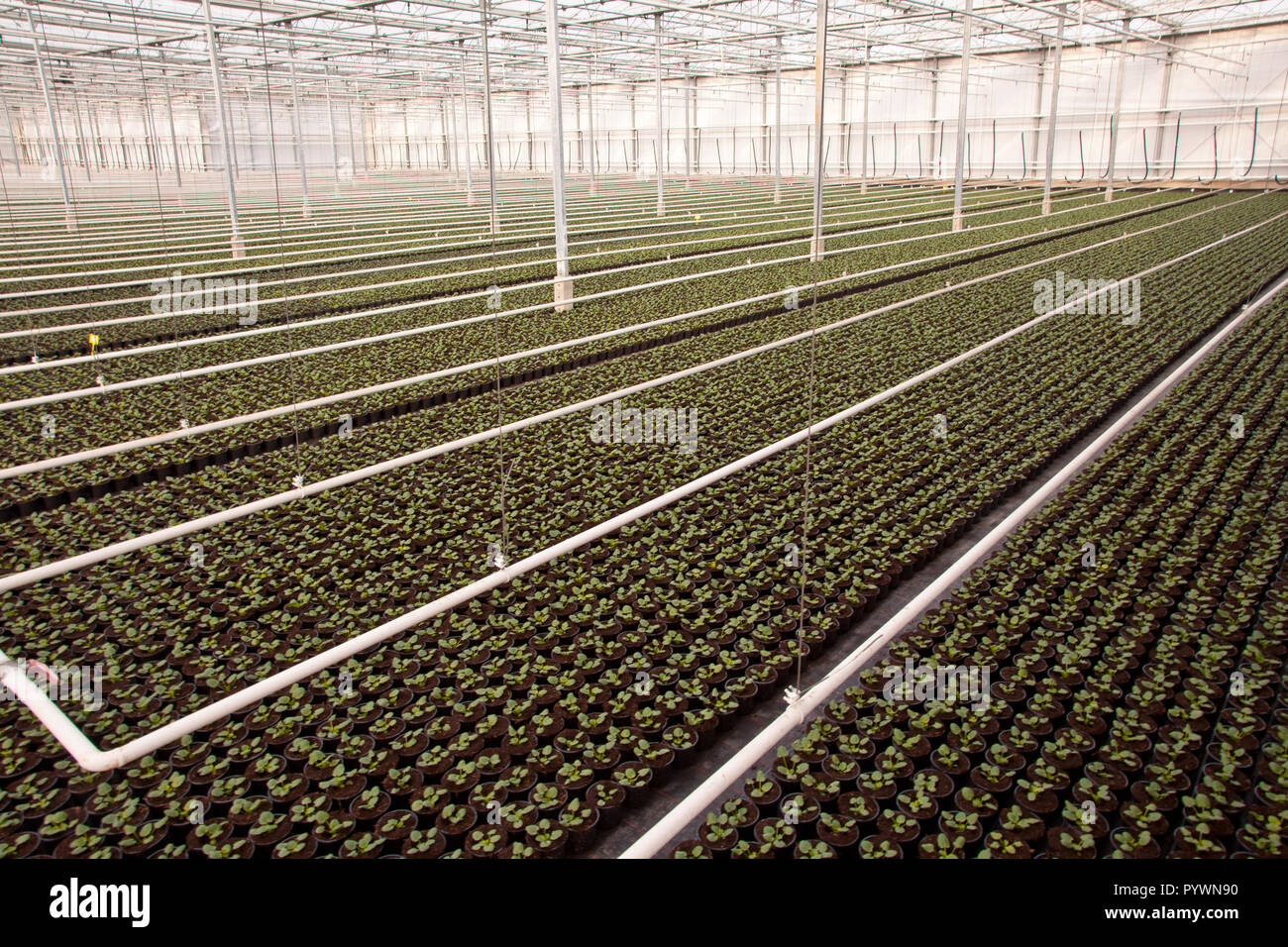 Crops in a large scale Nursery Greenhouse in the Netherlands Stock Photo