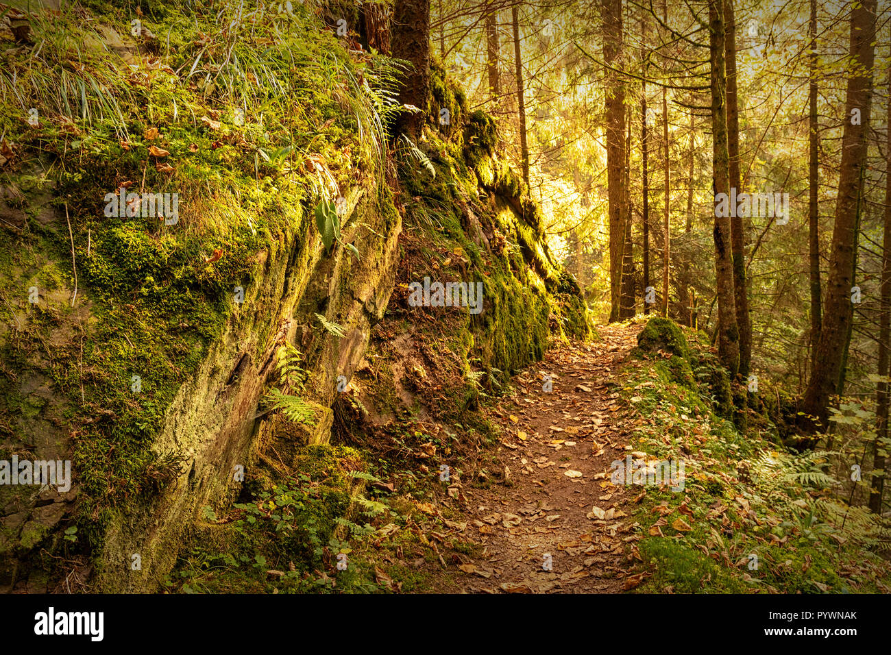 Hiking impression in the Black Forest along the Roetenbach in Autumn, Germany. Magical Autumn Forrest. Colorful Fall Leaves. Romantic Background. Hiki Stock Photo