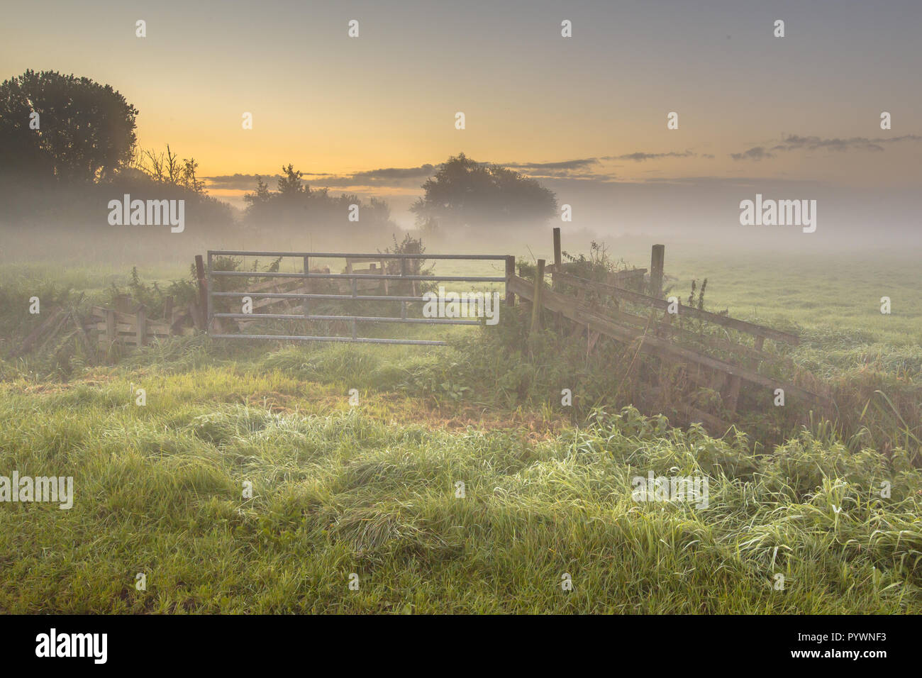 Gate and fences in Foggy farmland during sunrise in september, Drenthe Netherlands Stock Photo