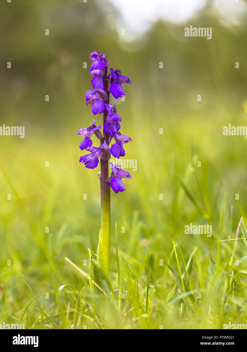 Green-winged Orchid (Anacamptis morio) in a calcareous grassland of a nature reserve in the Eifel, Germany Stock Photo