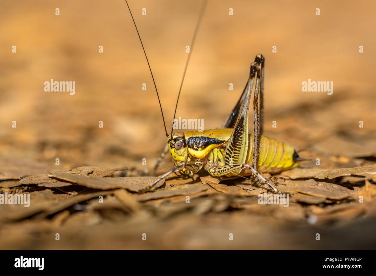 Bush Cricket Katydid (Eupholidoptera chabrieri). This cricket is mainly present in France, southern Switzerland, Italy, Slovenia and in Romania. Stock Photo