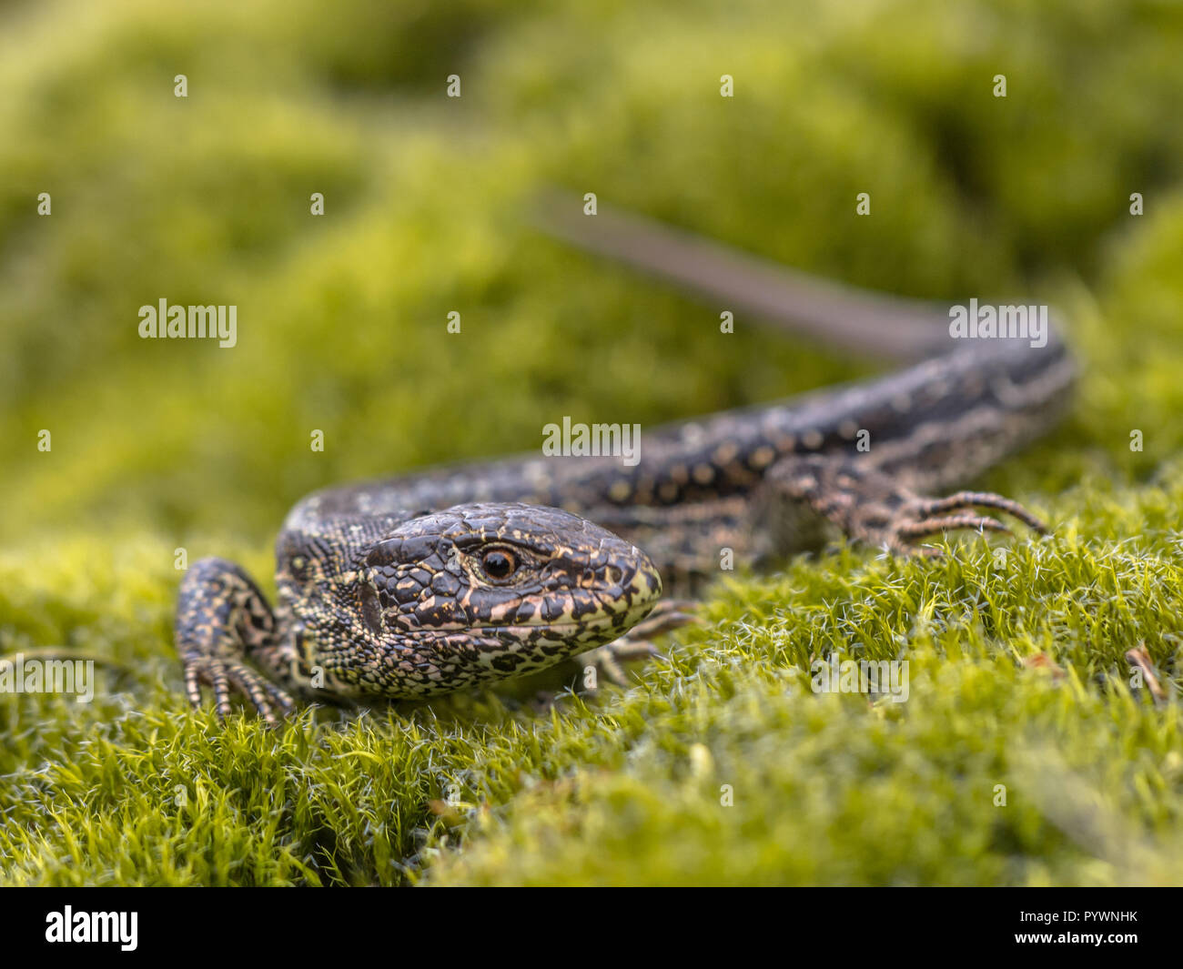 Sand Lizard (Lacerta agilis) in Natural Habitat on Green Moss Stock ...