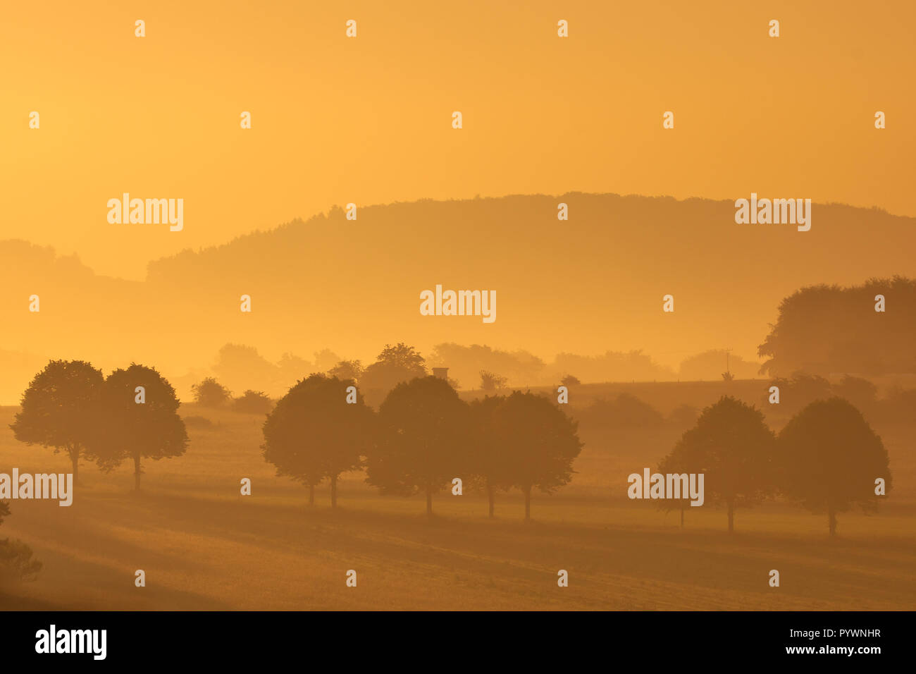 Row of trees in the hills during misty sunrise in german agricultural landscape Stock Photo