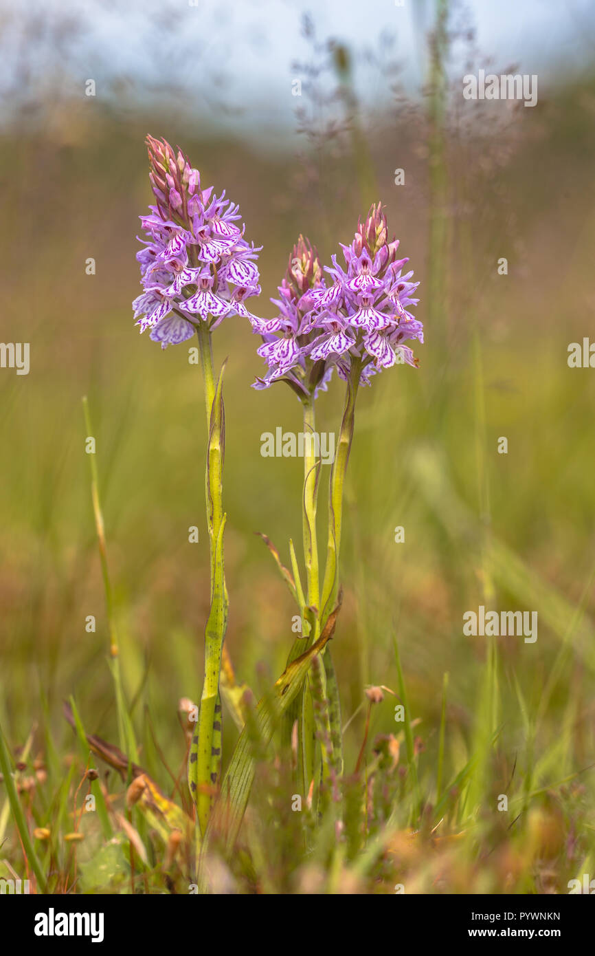 Wild heath spotted-orchid (Dactylorhiza maculata subsp. maculata ) in grassy vegetation of a nature reserve with grass ears in background. Eexterveld, Stock Photo