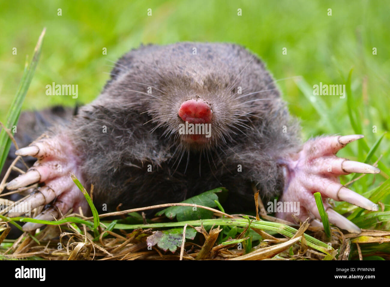 Small mole animal hi-res stock photography and images - Page 3 - Alamy