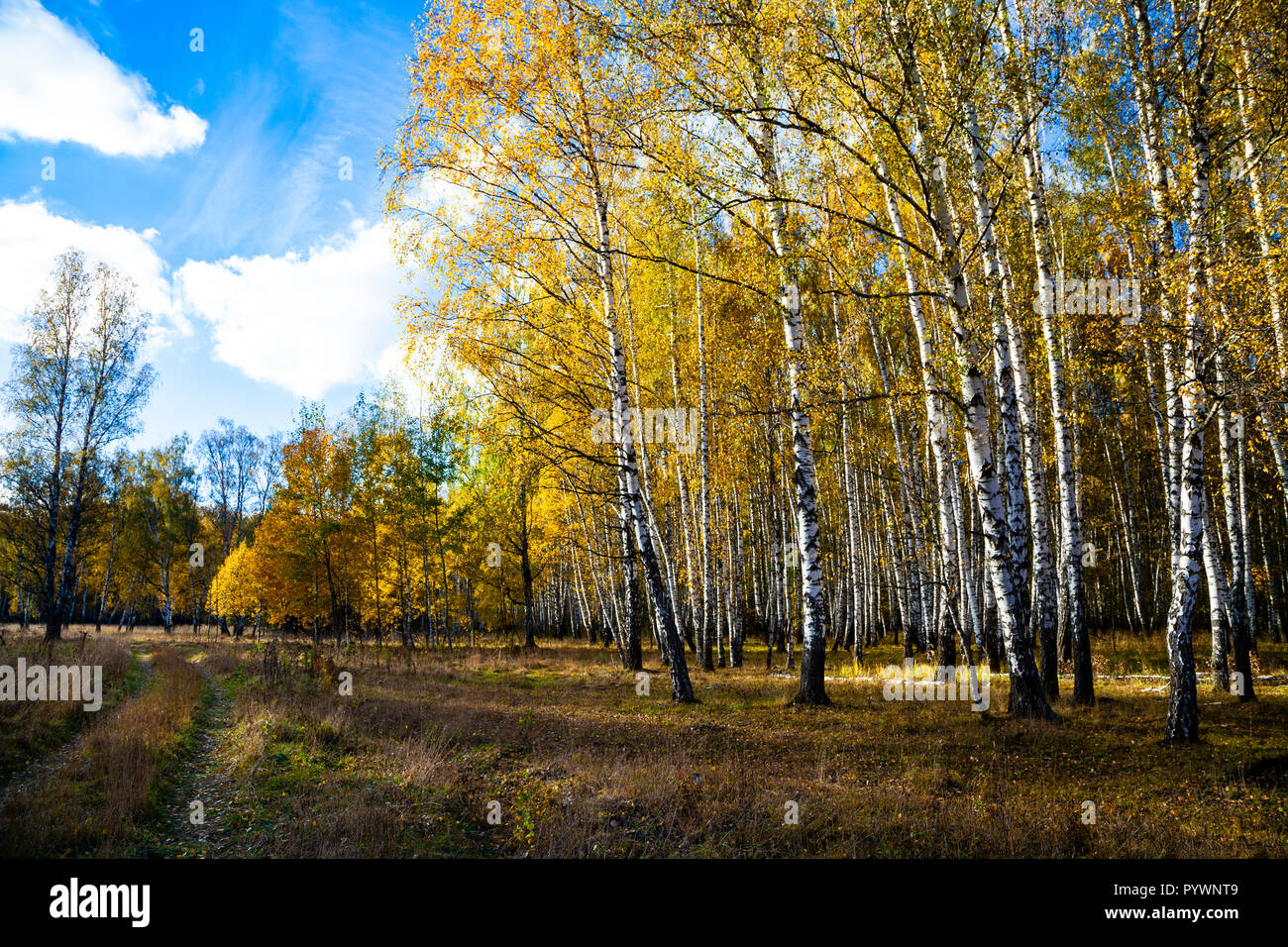 Beautiful autumn birch grove on a sunny day. Birch trees with yellow ...