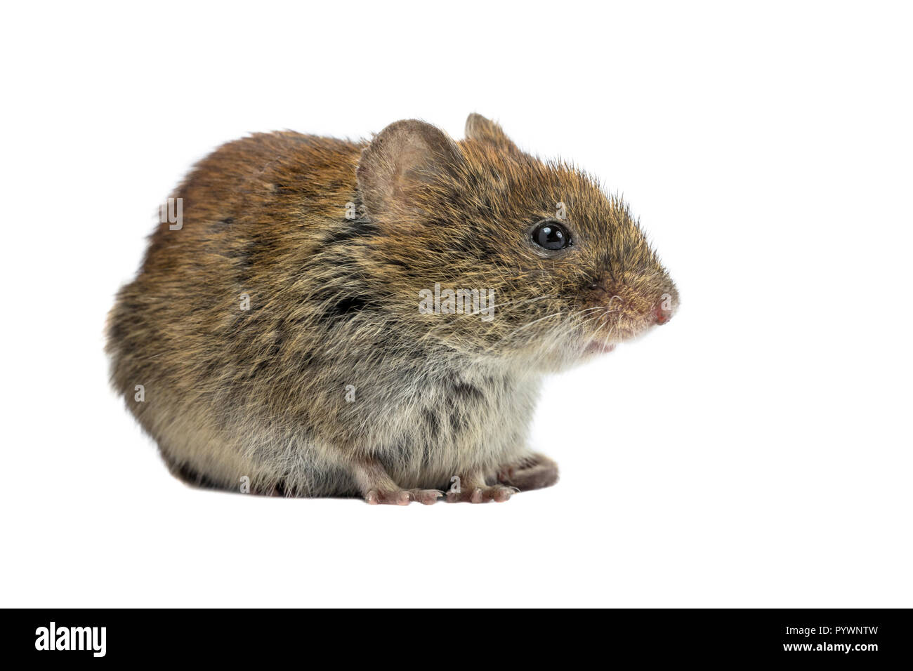 Wild Bank vole mouse (Myodes glareolus) sitting on four legs seen from the  side on white background Stock Photo - Alamy