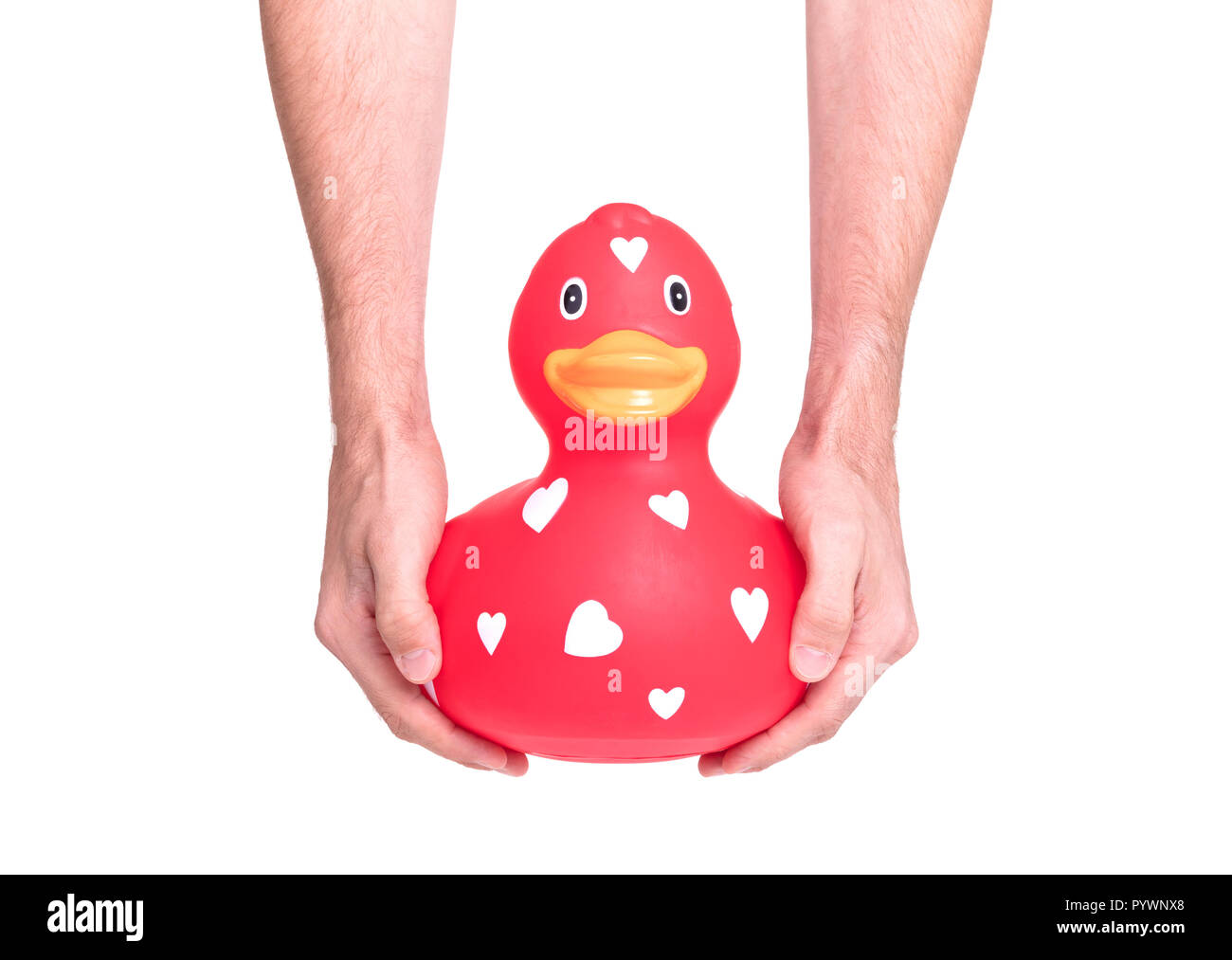 Hands holding large red rubber duck, isolated on white Stock Photo