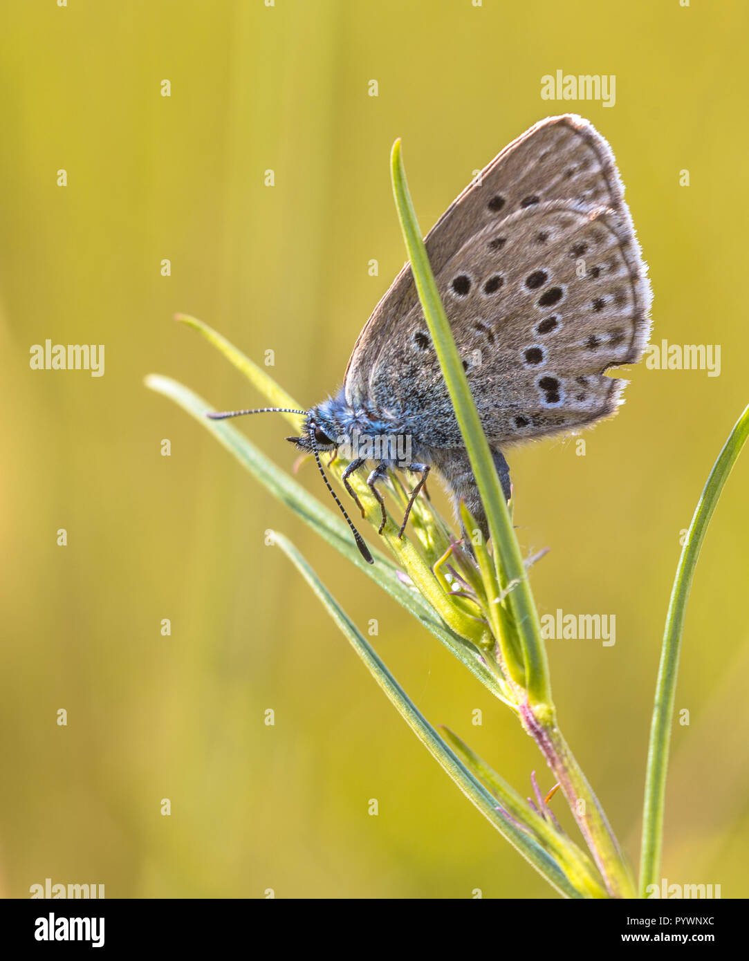 Alcon blue butterfly (Phengaris alcon) laying eggs on host plant Marsh Gentian (Gentiana pneumonanthe) Stock Photo