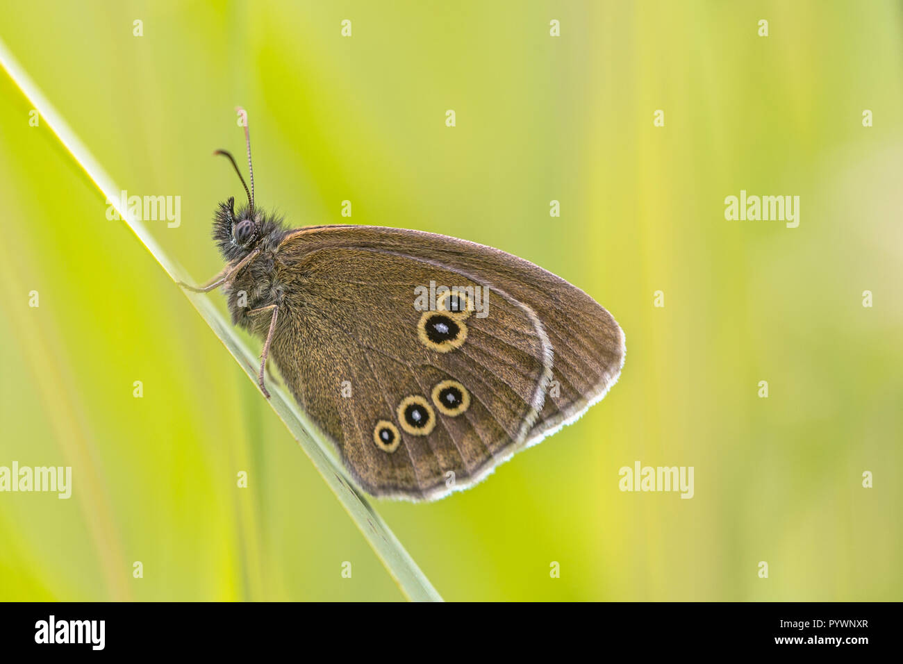 Ringlet (Aphantopus hyperantus) butterfly on bright green background. In Europe it is common in most countries but absent from northern Scandinavia, p Stock Photo