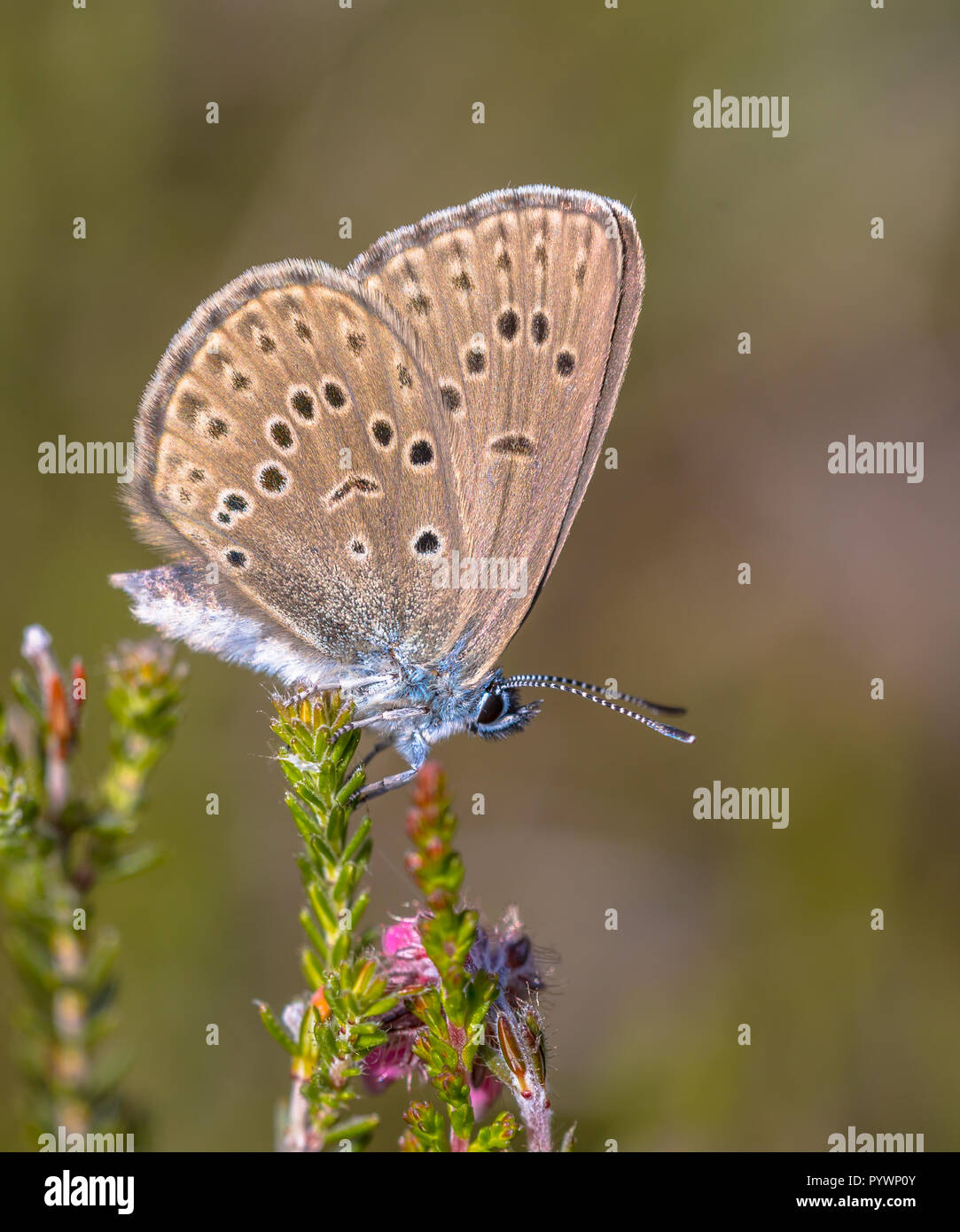 Alcon large blue (Phengaris alcon) butterfly  resting in grassy vegetation. It can be seen flying in mid to late summer. Like some other species of Ly Stock Photo