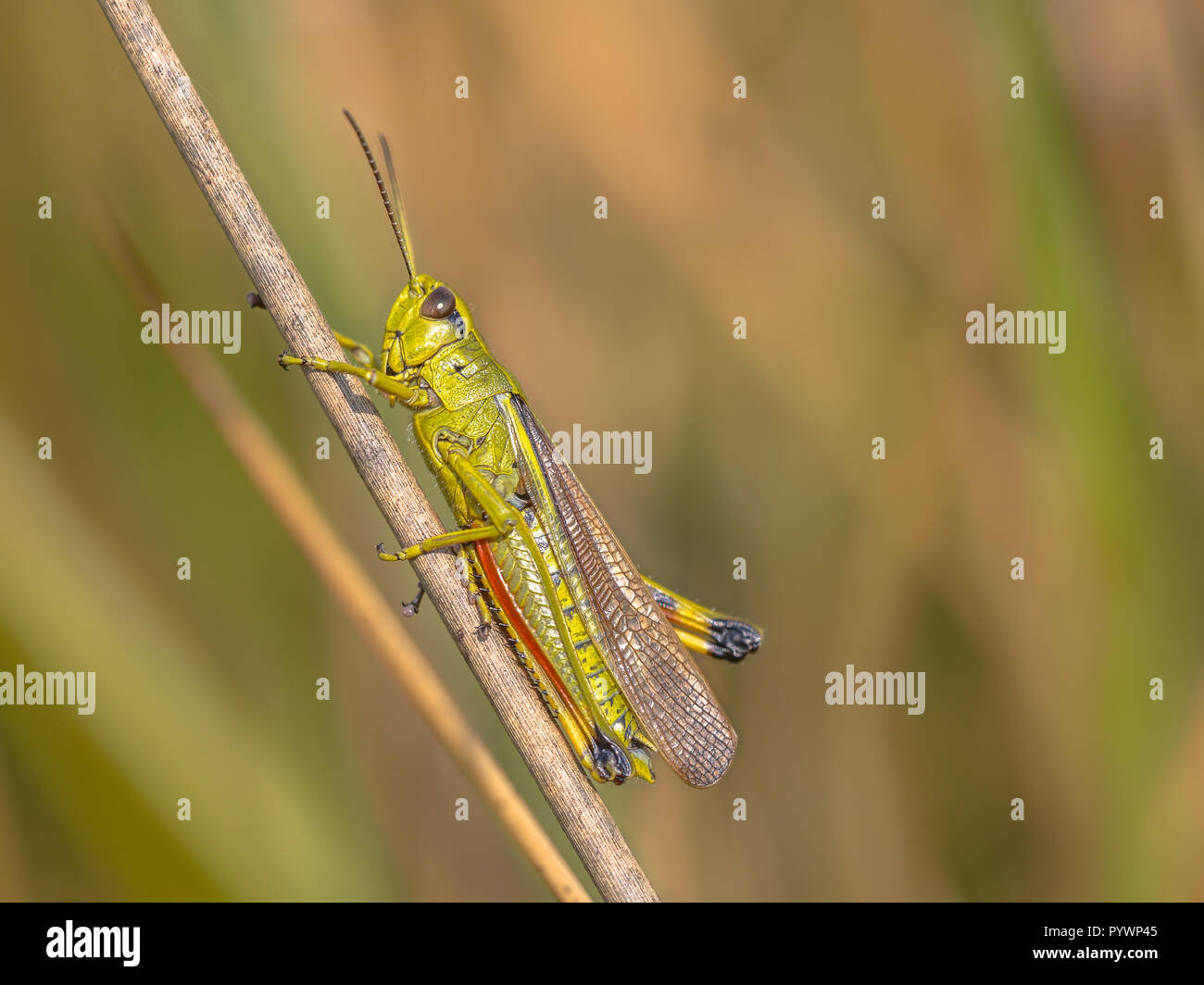 Rare Marsh Grasshopper (Stethophyma grossum). A threatened insect species typical for marshland and swamp habitats with significant ecological value Stock Photo