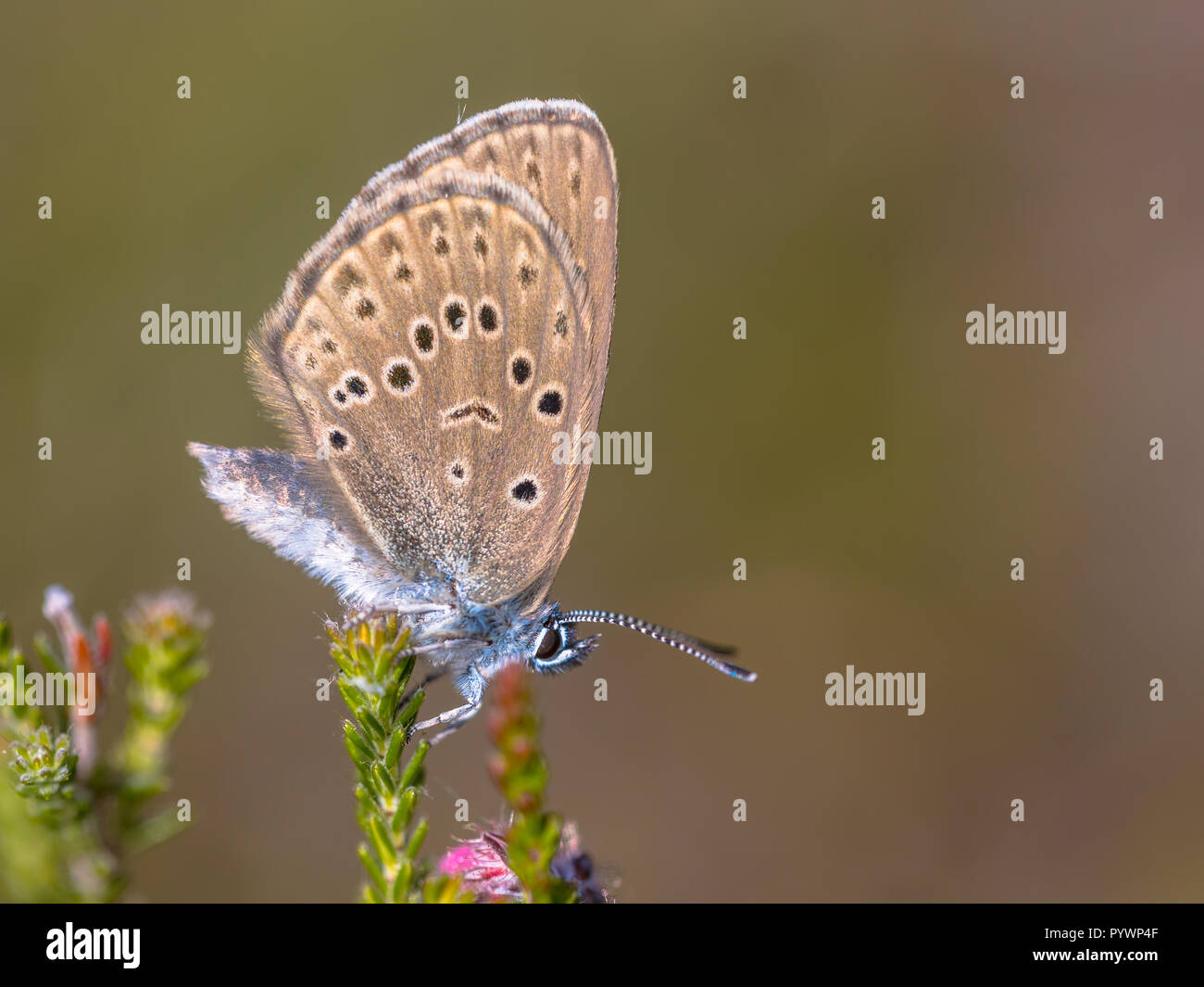 Alcon large blue butterfly (Phengaris alcon) resting in grassy vegetation. It can be seen flying in mid to late summer. Like some other species of Lyc Stock Photo