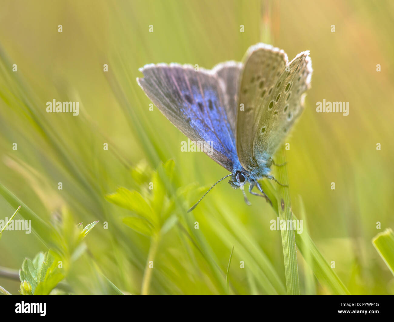 Alcon blue butterfly (Phengaris alcon) resting in grassy vegetation. It can be seen flying in mid to late summer. Like some other species of Lycaenida Stock Photo