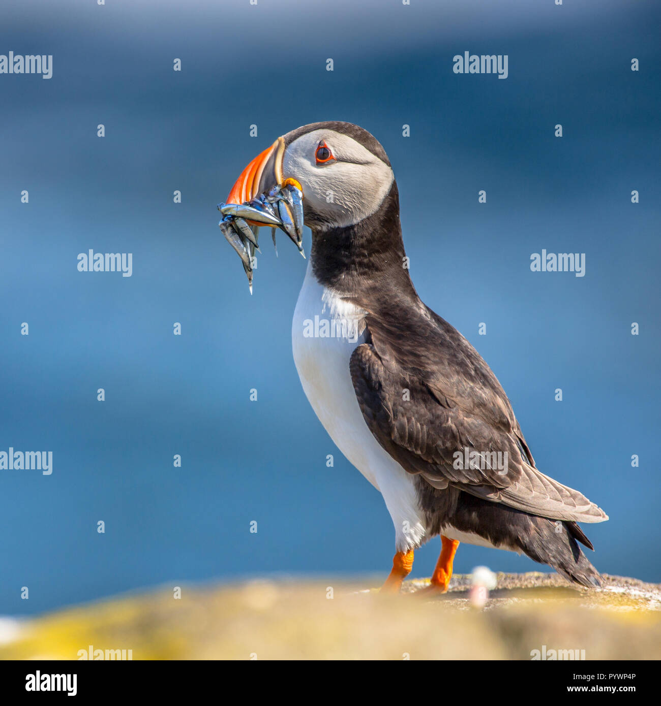 Puffin (Fratercula arctica) with fish in beak  underway to its nest in breeding colony on Isle of May, Scotland Stock Photo