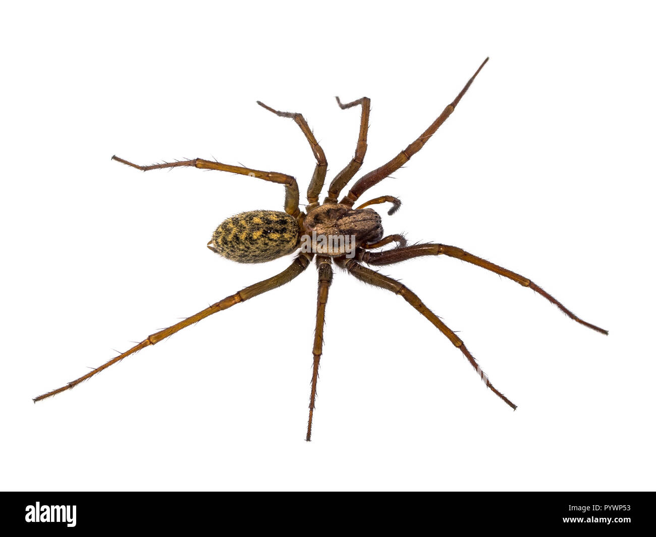 Scary house spider (Tegenaria domesticus) on white background Stock ...