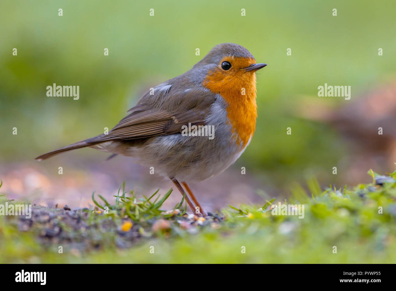 A red robin (Erithacus rubecula) foraging on the ground. This bird is a regular companion during gardening pursuits Stock Photo