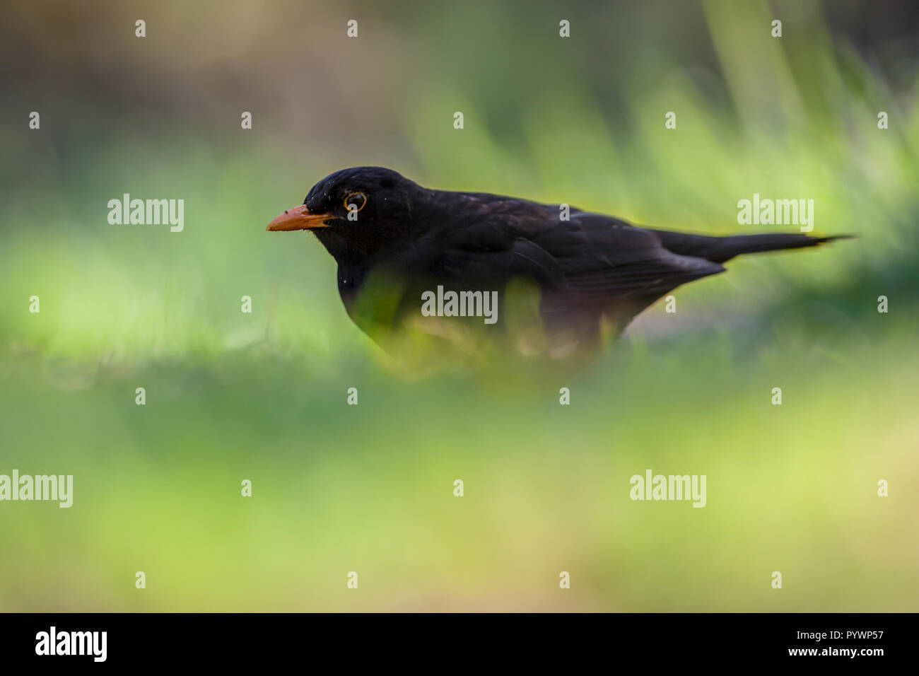 Male common blackbird (Turdus merula) eating from the ground and hiding