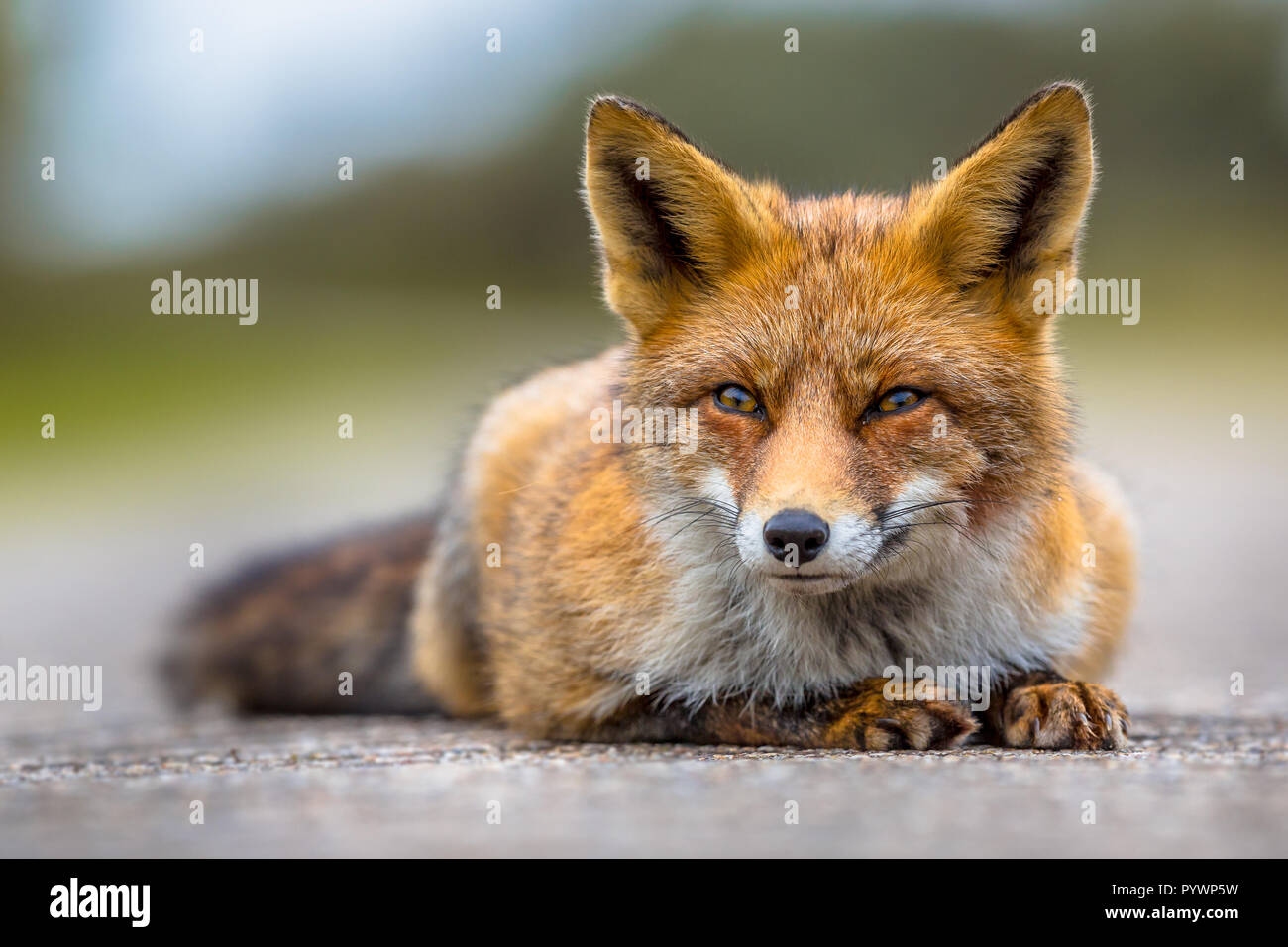 Relaxing European red fox (Vulpes vulpes) lying on the ground. Red Foxes are adaptable and opportunistic omnivores and are capable of successfully occ Stock Photo
