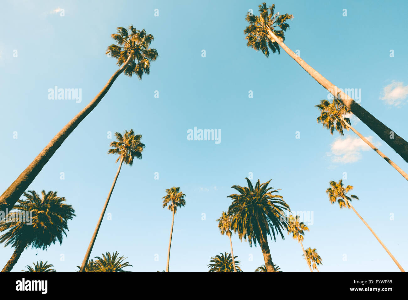 Trees tall hires stock photography and images Alamy