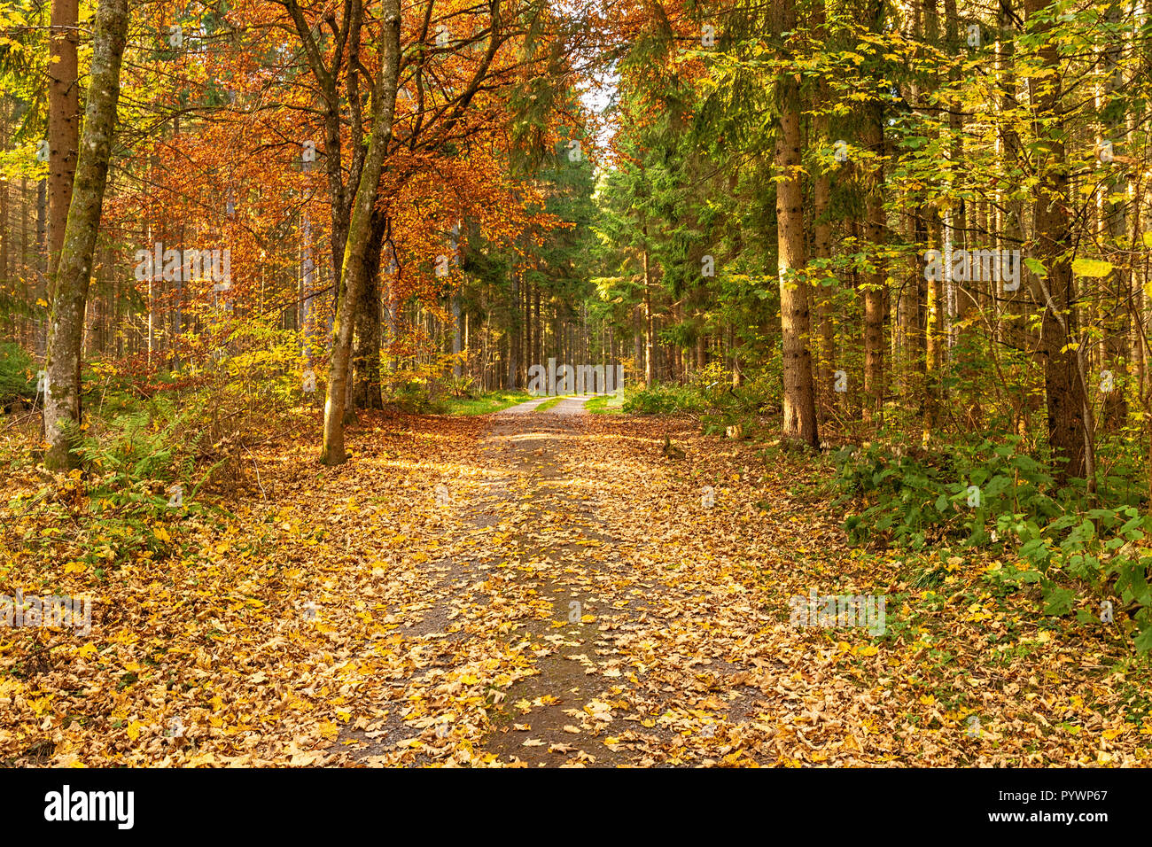 Hiking impression in the Black Forest along the Roetenbach in Autumn, Germany. Magical Autumn Forrest. Colorful Fall Leaves. Romantic Background. Hiki Stock Photo