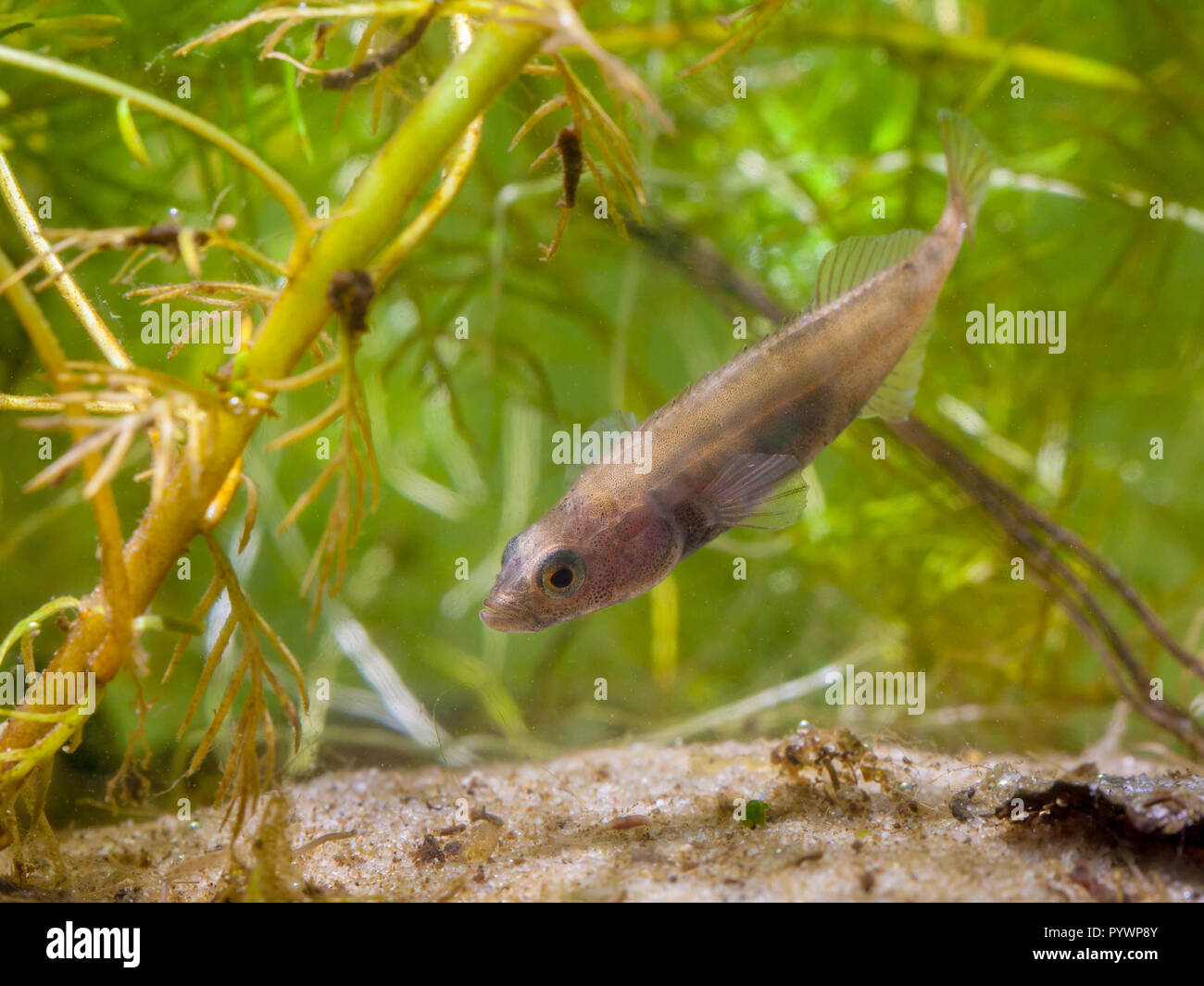 Small Freshwater Fish Ninespine Stickleback (Pungitius pungitius) in Natural Habitat with water vegetation Stock Photo