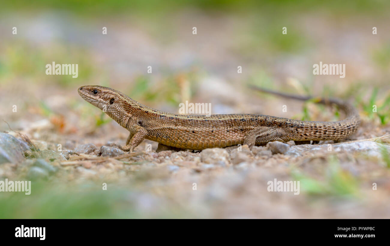 Viviparous lizard (Zootoca vivipara) seen from side. Full length image.  Eurasian lizard. It lives farther north than any other reptile species, and m Stock Photo