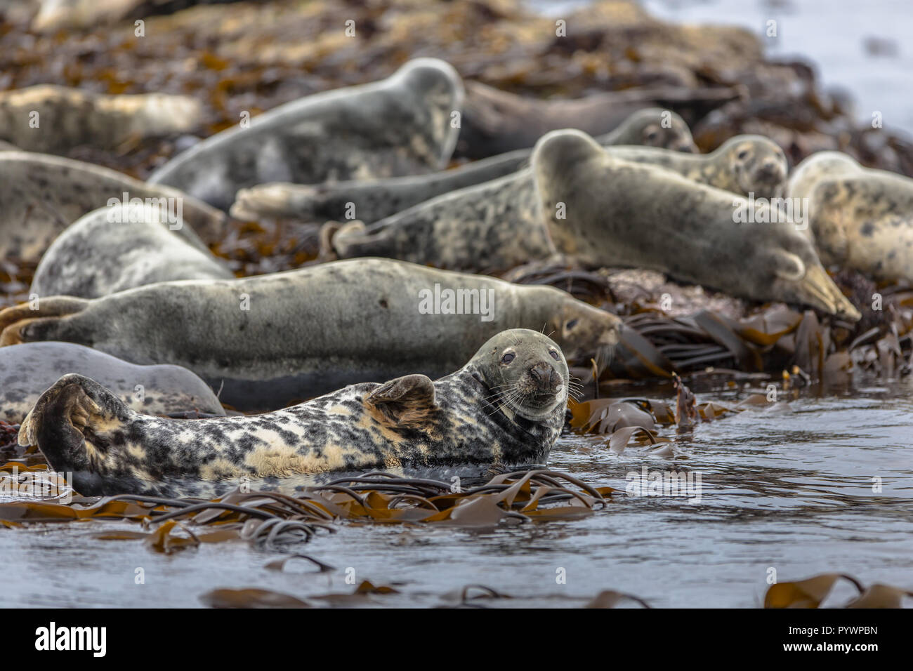 Group Atlantic Grey Seal (Halichoerus grypus) resting on rocks in kelp field and looking in the camera on Farne islands, England Stock Photo