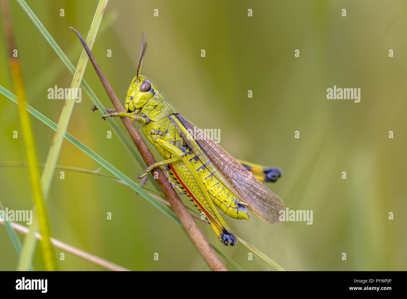 Rare Large marsh grasshopper (Stethophyma grossum). A threatened insect species typical for marshland and swamp habitats Stock Photo