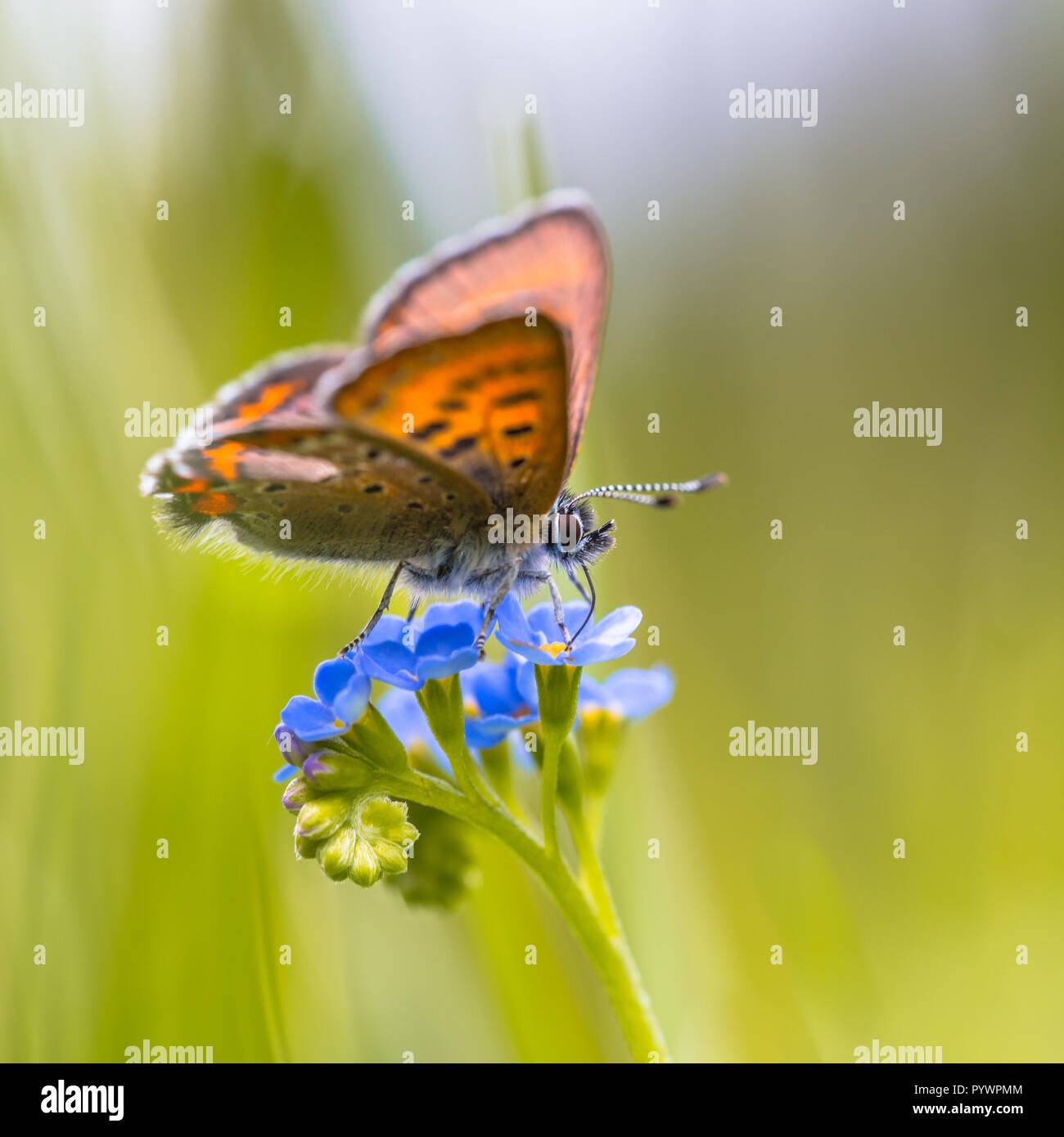 Violet Copper (Lycaena helle). This species occurs in scattered populations from the north of Norway to the Pyrenees and from the east of Belgium to E Stock Photo