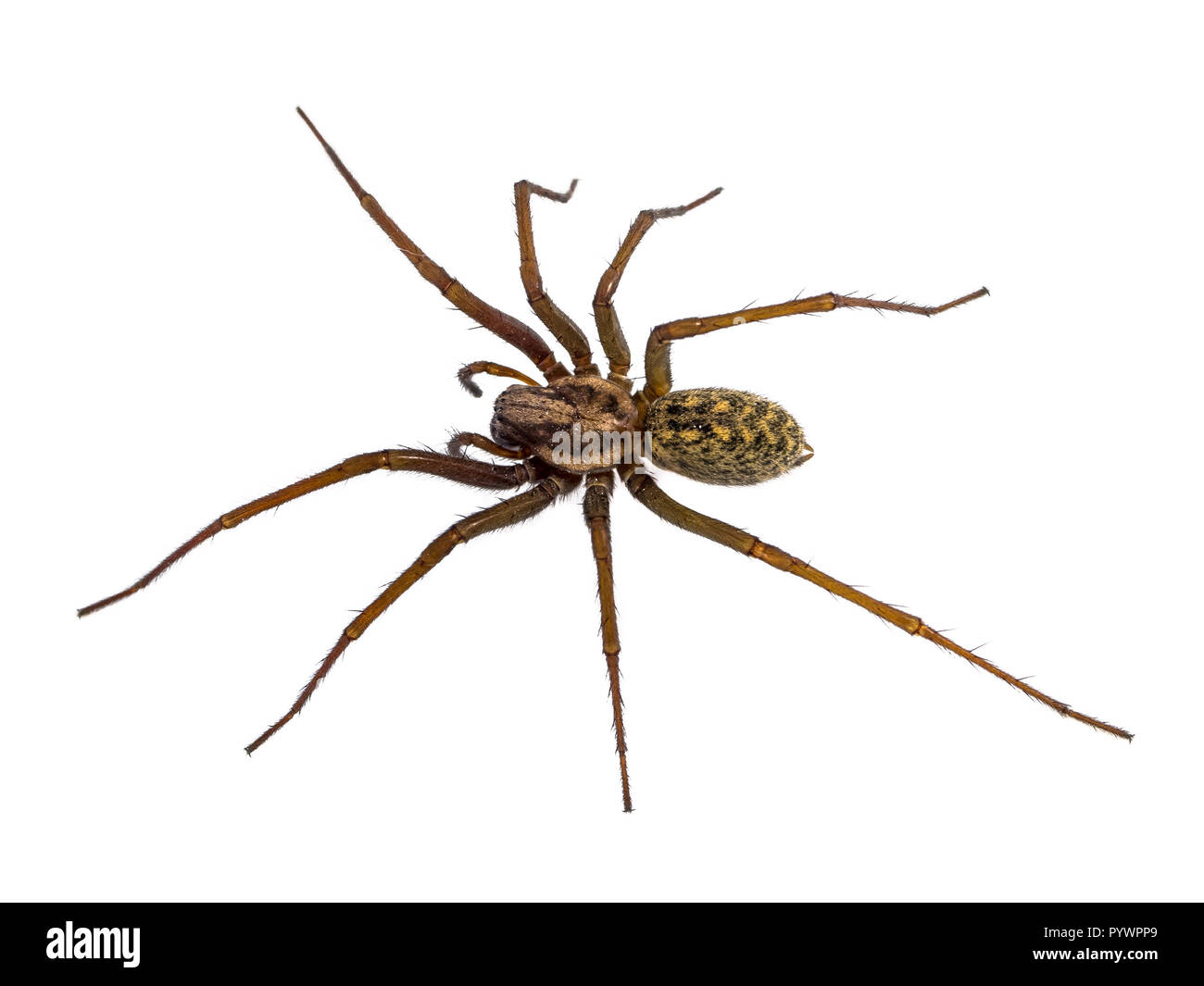 Large hairy house spider (Tegenaria domesticus) on white background Stock Photo